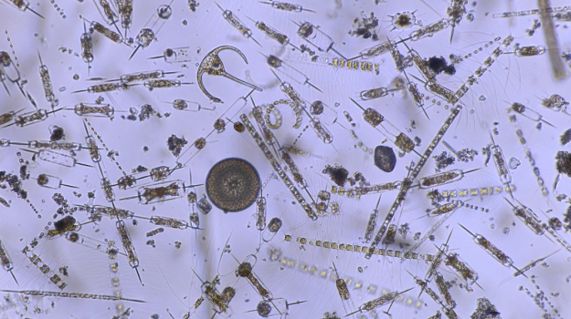 plancton microscope