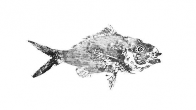 empreinte poisson gyotaku