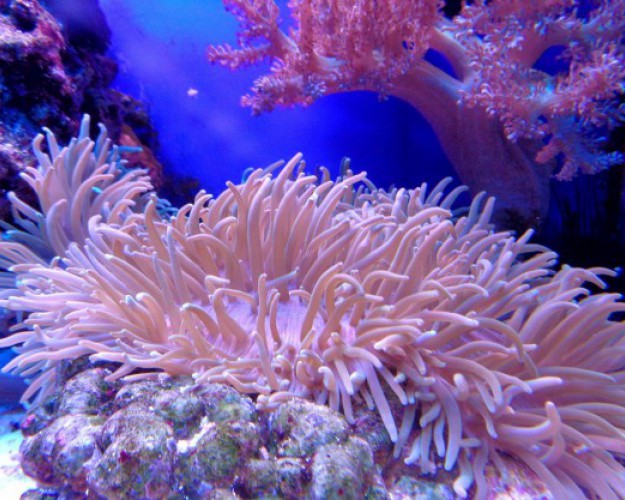 atelier scolaire au coeur du corail