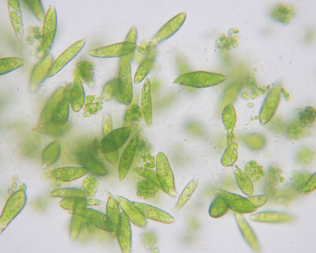 plancton microscope